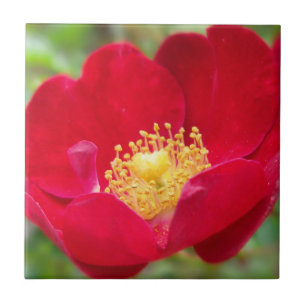 Rose sind rot dekoriert fliese