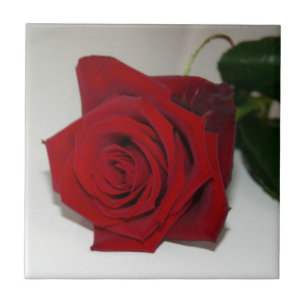 Rose sind rot fliese