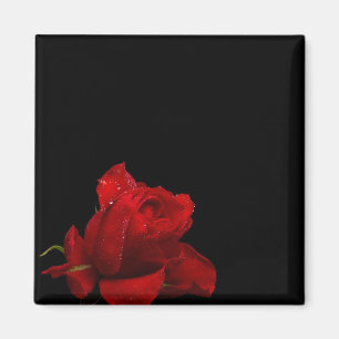 Rose sind rot magnet