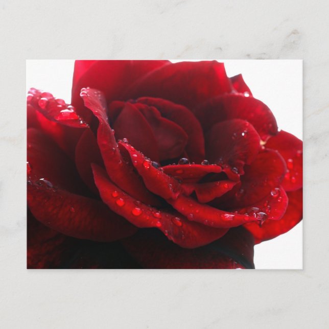 Rose sind rot postkarte (Vorderseite)