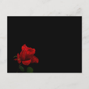 Rose sind rot postkarte