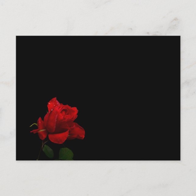 Rose sind rot postkarte (Vorderseite)