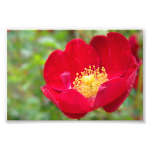 Rose sind rote Fotos drucken Fotodruck