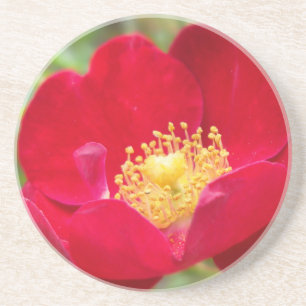 Rose sind roter Untersetzer