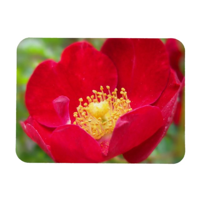 Rose sind rotes, flexibles Magnet (Horizontal)