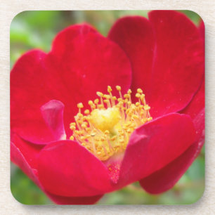 Rose sind Untersetzer aus Rotkork