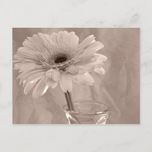 Rose Tinted Daisy Postkarte