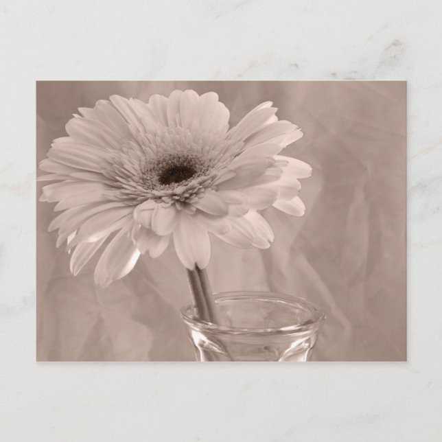 Rose Tinted Daisy Postkarte (Vorderseite)