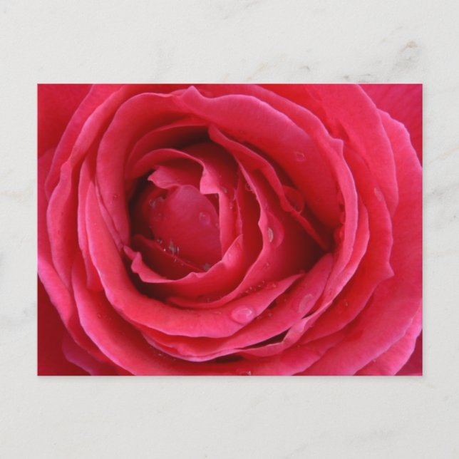 Rose Transzension Feiertagspostkarte (Vorderseite)