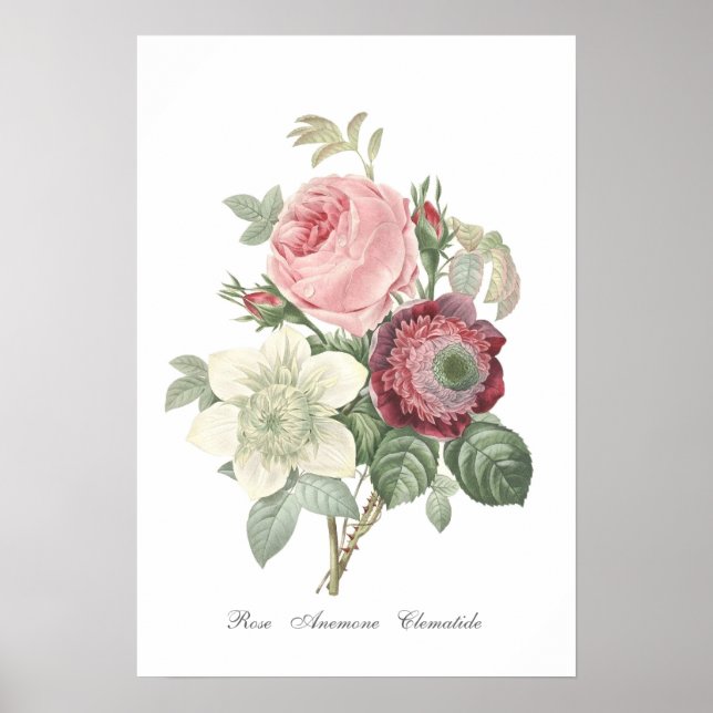 Rose und Anemone Poster (Vorne)