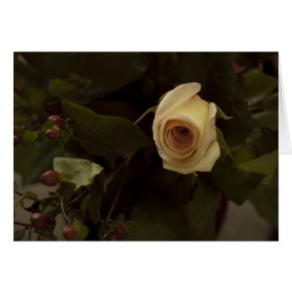 Rose und Berries - Rosa Rose des Friedens