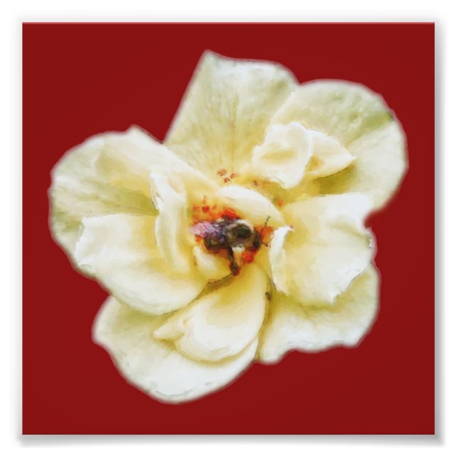 Rose und Biene Fotodruck (Vorne)