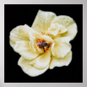 Rose und Biene Poster