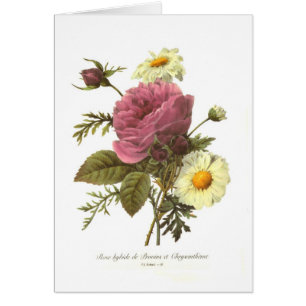 Rose und Chrysantheme