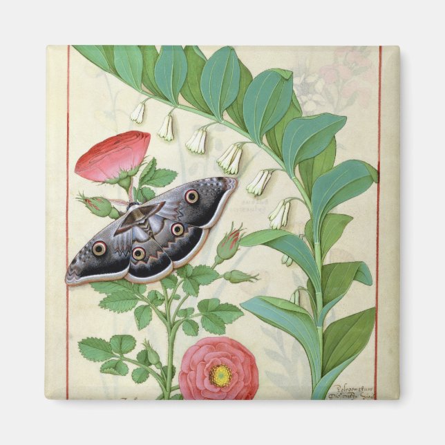Rose und Polygonat Magnet (Vorne)