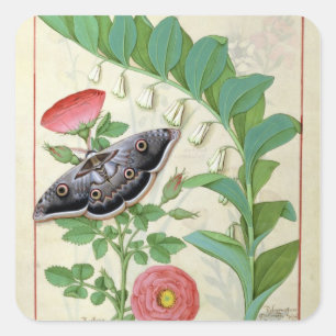 Rose und Polygonatum Quadratischer Aufkleber