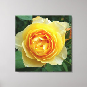 Rose und Rosebud Leinwanddruck