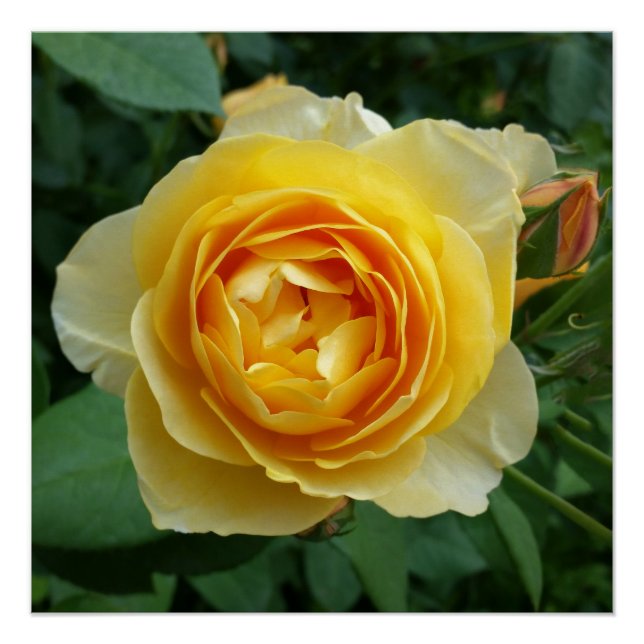 Rose und Rosebud Poster (Vorderseite)