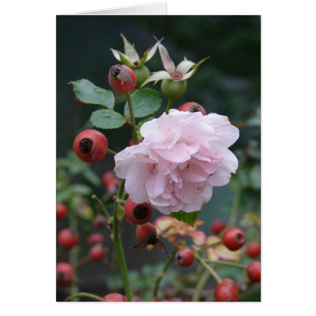 Rose und Rosehips (Vorne)