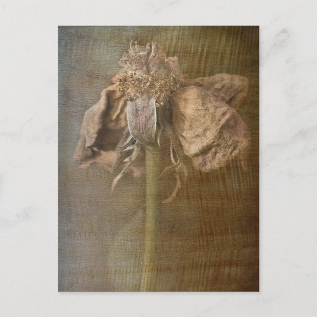 Rose und Rost Nr. 3 Postkarte (Vorderseite)