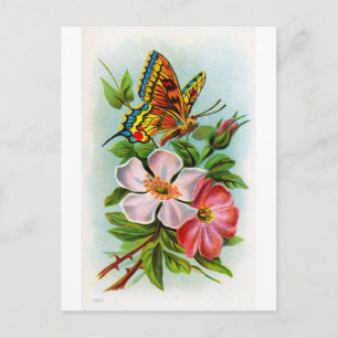 Rose und Schmetterling Postkarte