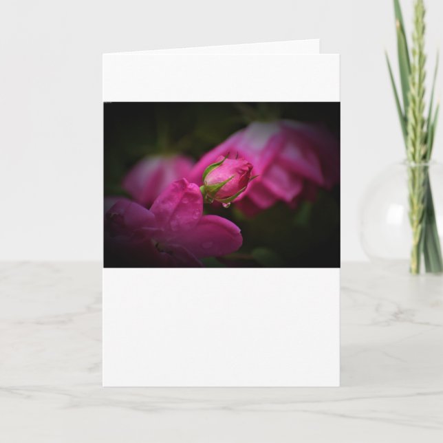 Rose und Seile, Karte (Vorderseite)