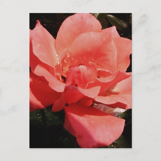 Rose und Tauchen Postkarte (Vorderseite)