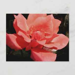 Rose und Tauchen Postkarte