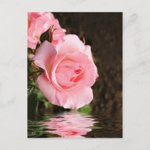 Rose und Wasser Postkarte