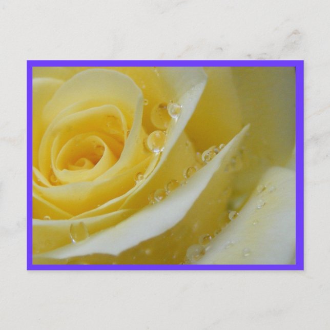 Rose und Wassertropfen Postkarte (Vorderseite)
