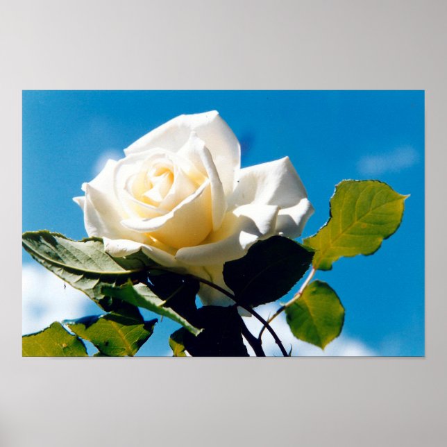 Rose unter blauem Himmelsposter Poster (Vorne)
