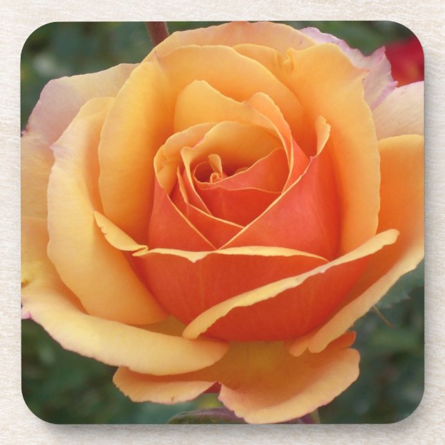 Rose Untersetzer (Vorderseite)