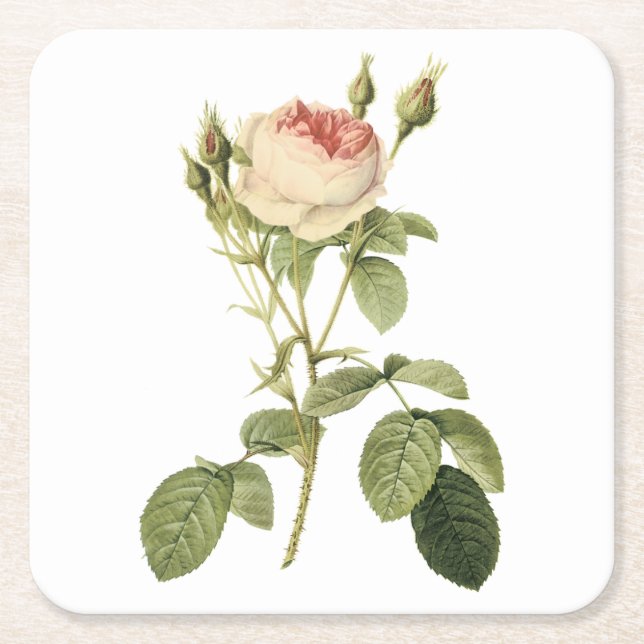 Rose von Doppelmoos durch Redouté Rechteckiger Pappuntersetzer (Vorderseite)