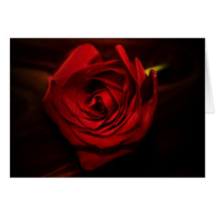 "Rose" von Larry Coressel