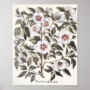 Rose von Scharon Poster
