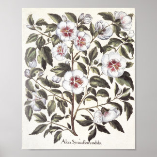 Rose von Scharon Poster