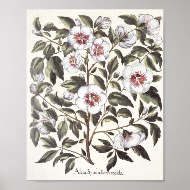 Rose von Scharon Poster (Vorne)