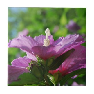 Rose von Sharon-Blumen Fliese