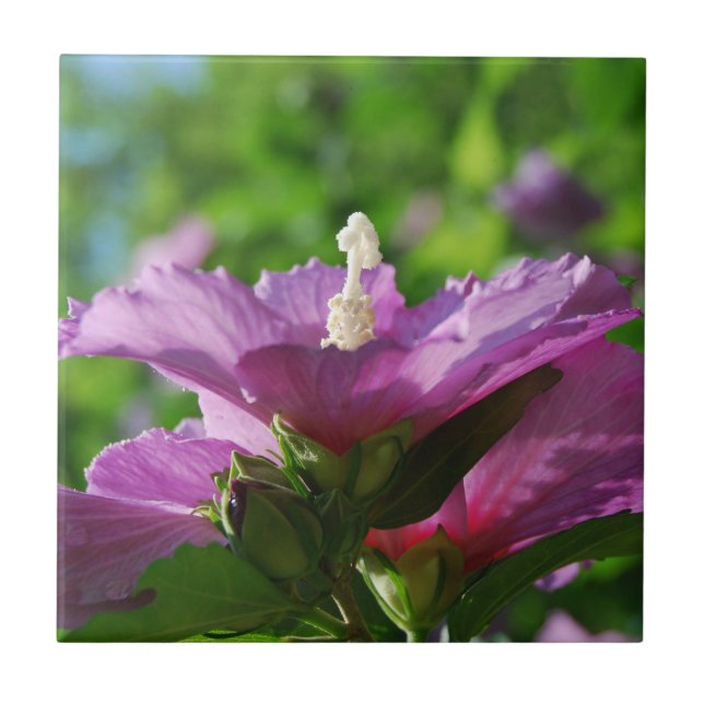 Rose von Sharon-Blumen Fliese (Vorderseite)