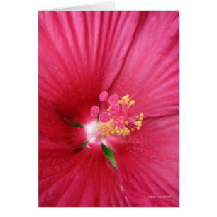 Rose von Sharon Bush blühend