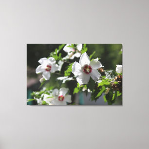 Rose von Sharon Canvas Print Leinwanddruck