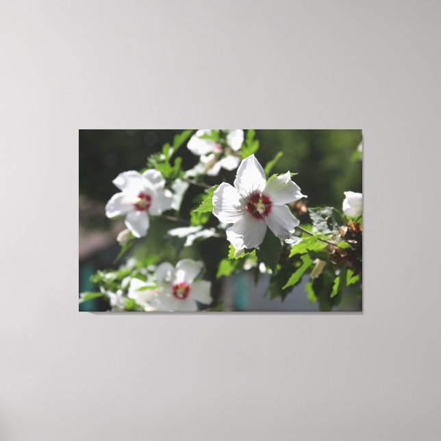 Rose von Sharon Canvas Print Leinwanddruck (Vorderseite)