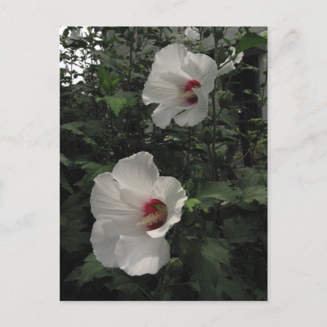 Rose von Sharon Postcard Postkarte (Vorderseite)