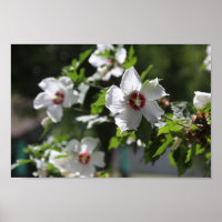 Rose von Sharon Posters