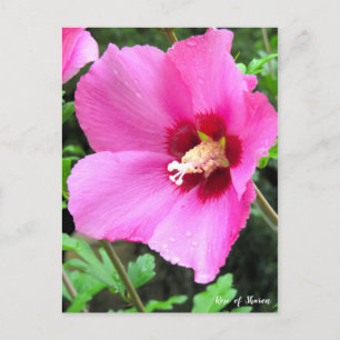 Rose von Sharon [Postkarte] Postkarte