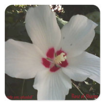 ROSE VON SHARON STICKER