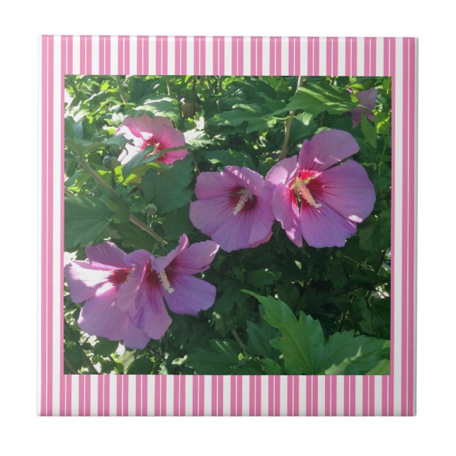 Rose von Sharon Striping Fliese (Vorderseite)
