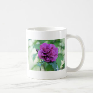 Rose von Sharon Tasse