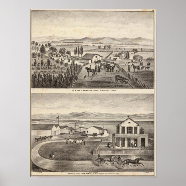 Rose, Warmfrühlingshäufigkeit Poster (Vorne)