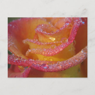 Rose Wasser Postkarte